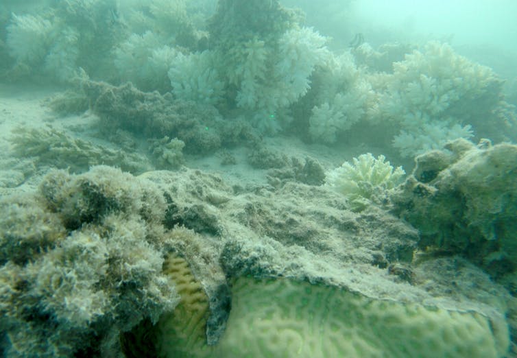 Bleached coral dull in colour and lacking vibrance underwater.