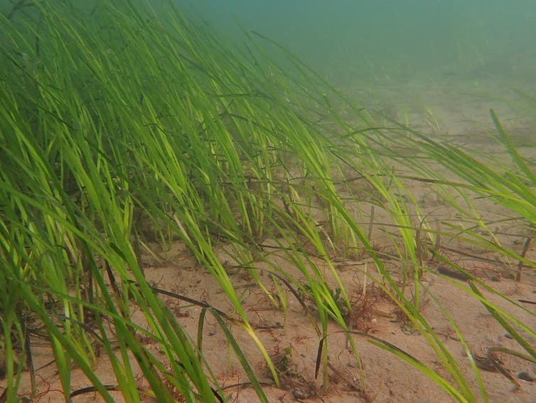 Green seagrass underwater.