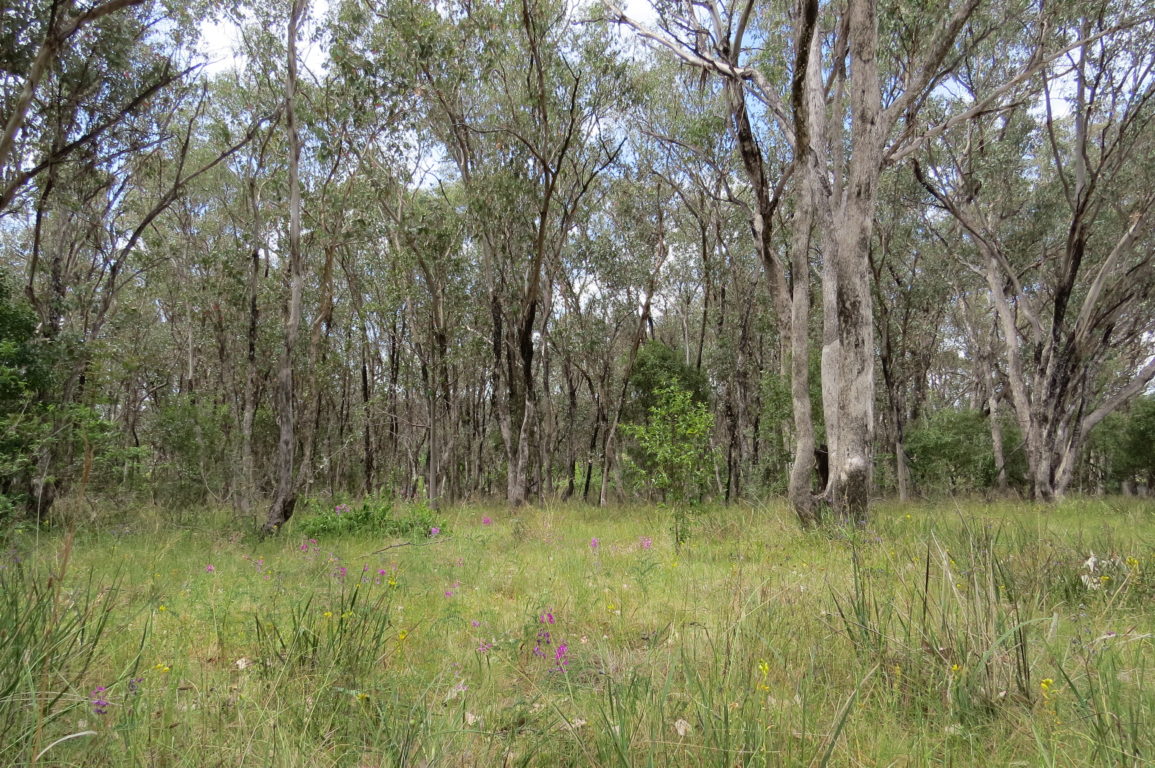 Lost landscapes. An image of Eucalyptus albens grassy woodlands.