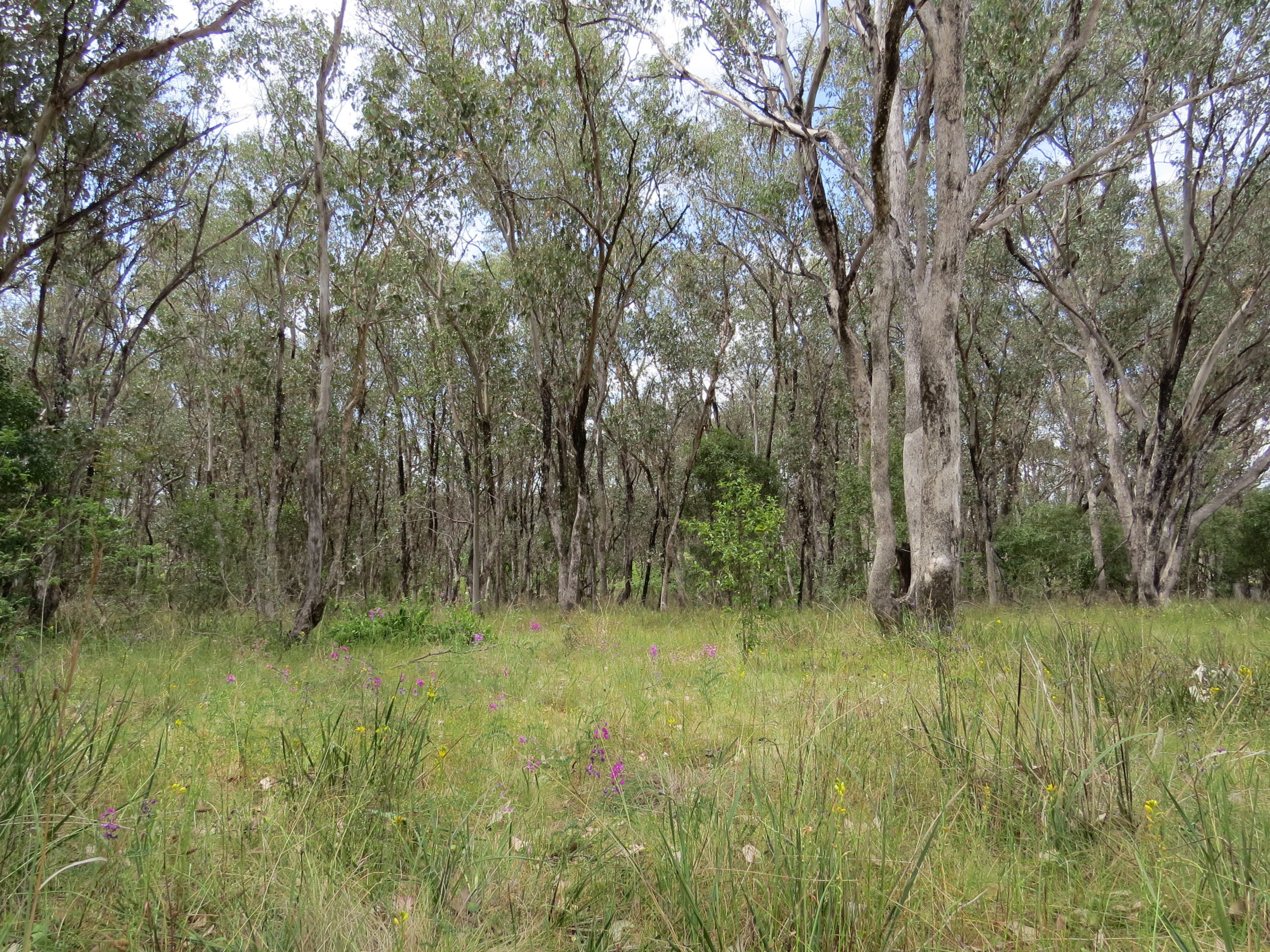 Lost landscapes. An image of Eucalyptus albens grassy woodlands.
