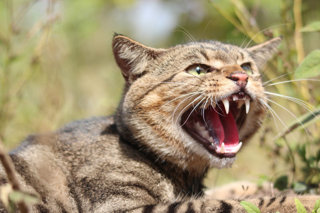 Invasive species in Australia include feral cats. 