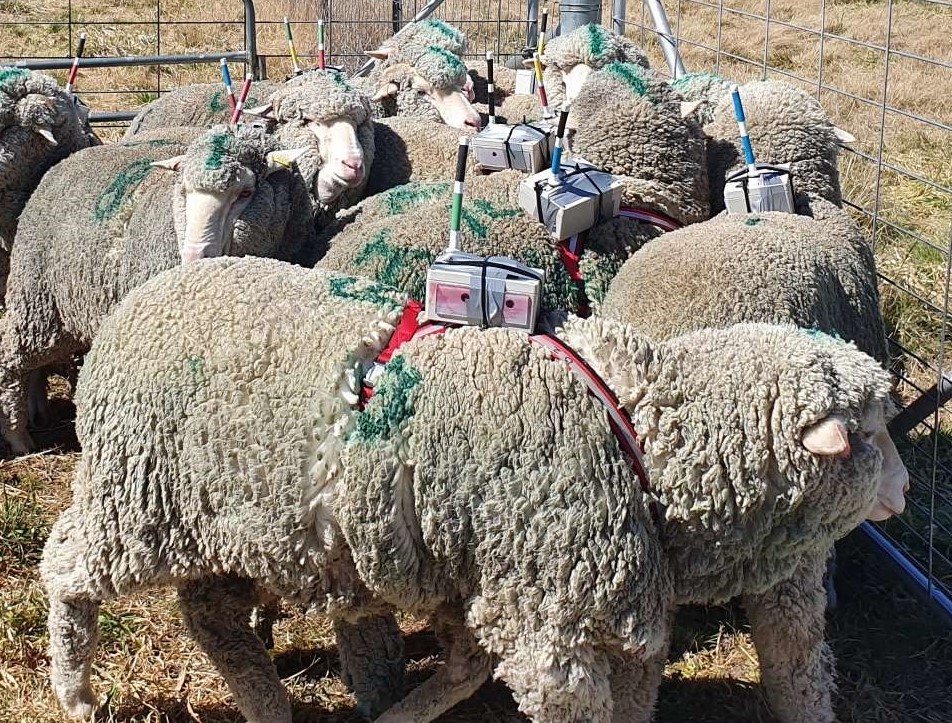 animal social networks. Sheep with a device strapped to their backs