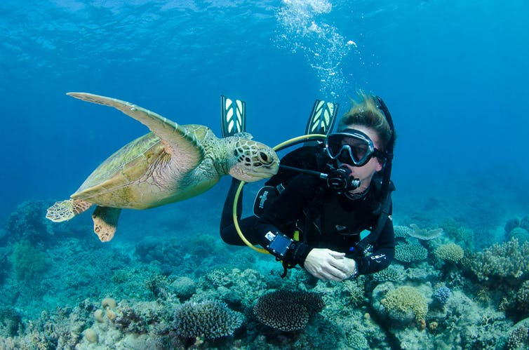 A turtle and scuba driving are seen swimming underwater near corals.