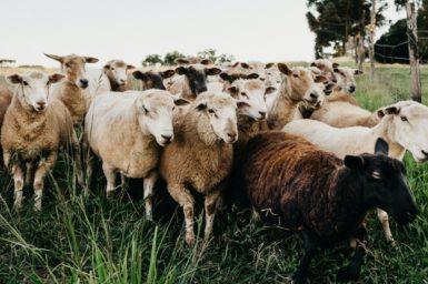 Animal social networks. Image of a group of sheep on a farm