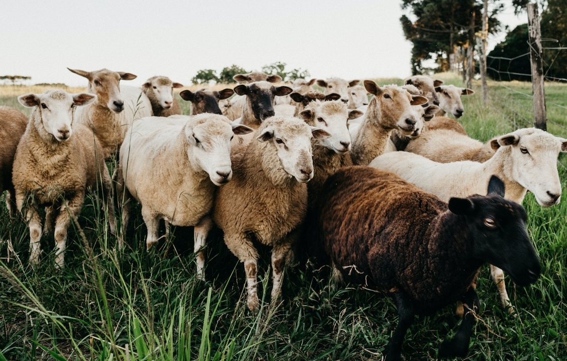 Animal social networks. Image of a group of sheep on a farm