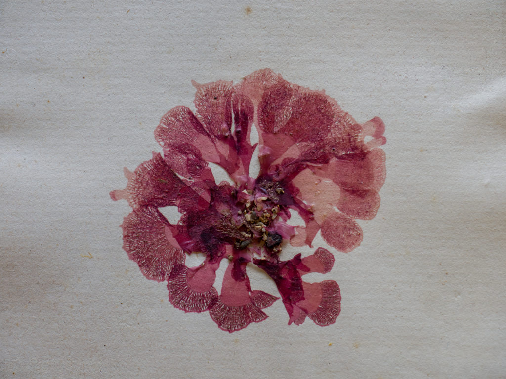 A vibrant pink coloured seaweed with a flower-like shape pressed onto paper.