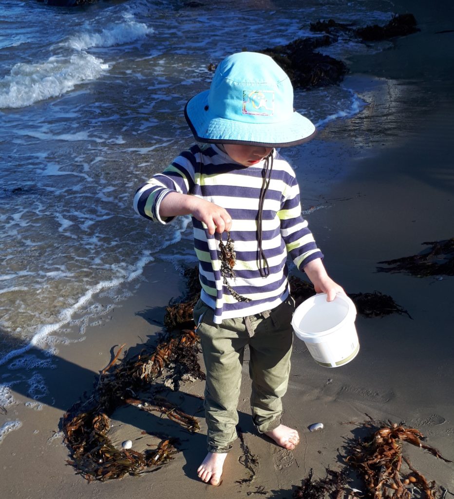 Young boy wearing a striped navy, yellow and white shirt with a blue hat. He's standing on the beach holding seaweed in one hand and a white bucket in the other. 