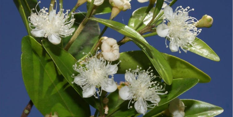 A close up image of a white myrtle flower.