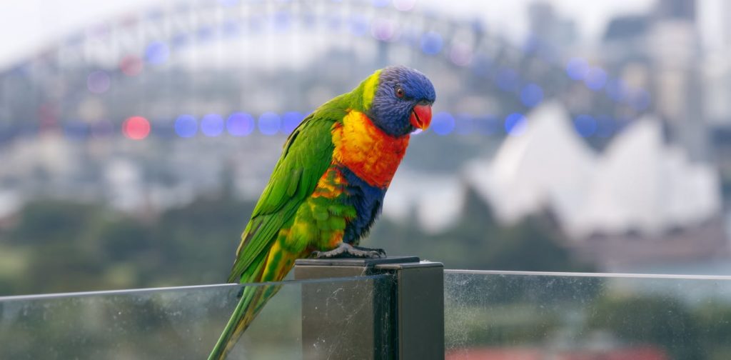 A rosella bird sitting with the Sydney Harbour Bridge in the background.