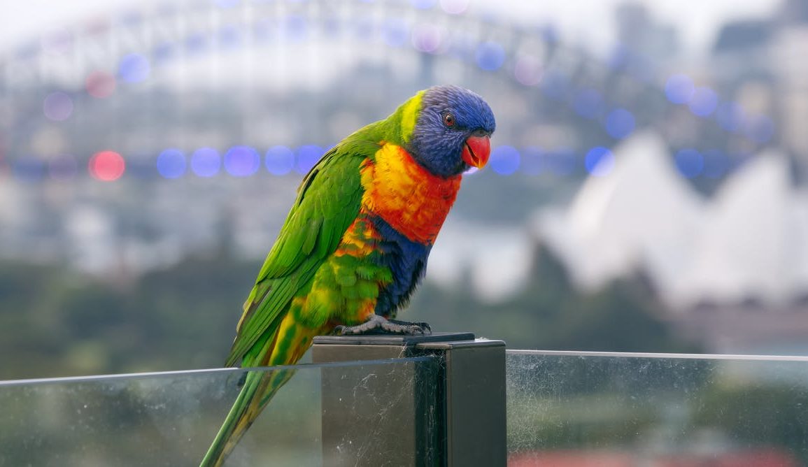 A rosella bird sitting with the Sydney Harbour Bridge in the background.