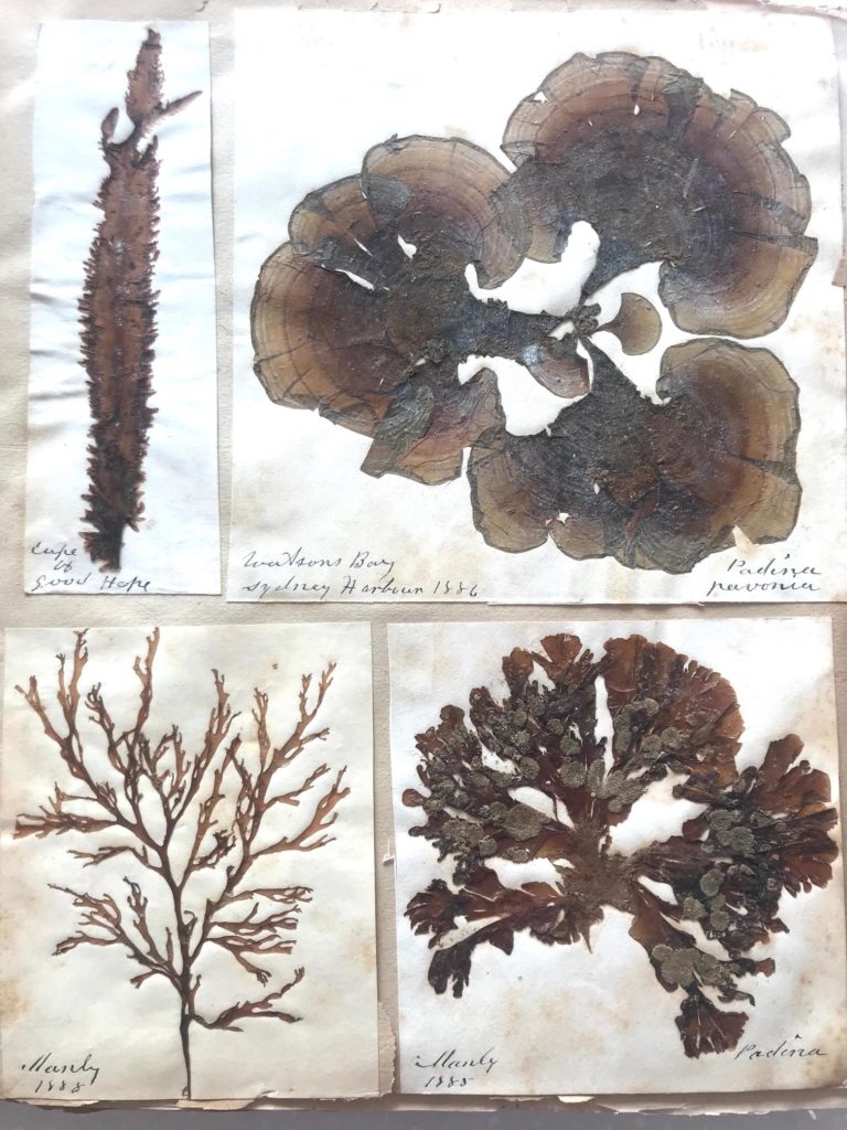  Four pieces of brown and reddish coloured seaweed pressed onto paper. The top left is long and thin. Top right looks similar to three tree stumps connected at the centre. Bottom left is thin and branching. Bottom right looks thick and branching, but has grey blobs scattered around the seaweed. 