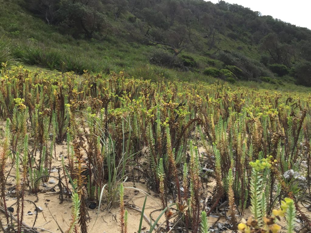 A close up photo of the sea spurge plant on a beach.