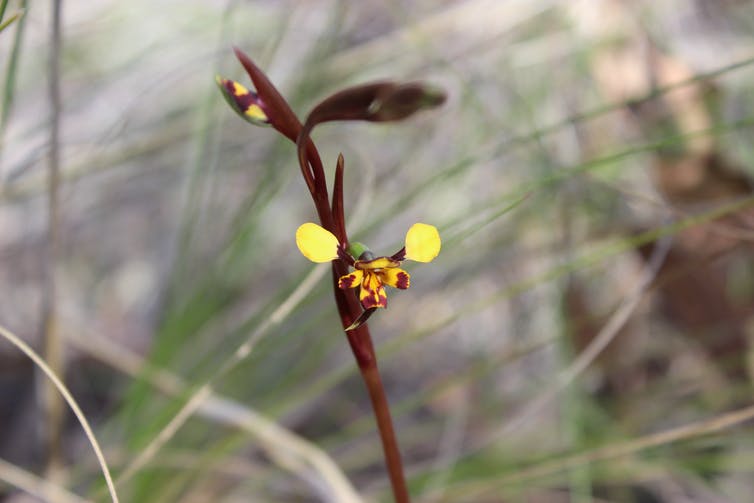 Close up view of a yellow and maroon donkey orchid.