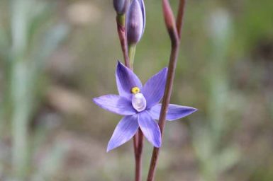 Flower on stalk with six pointed petals.