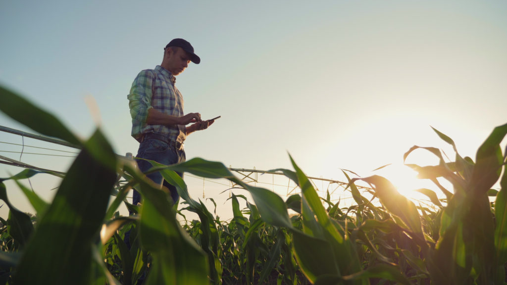 Man wearing a cap looking at an iPad. The photo is taken looking up from a green crop field. 