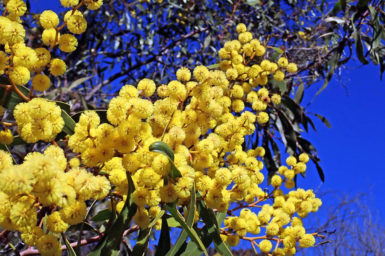 A close up photo of the yellow flower of a wattle tree.