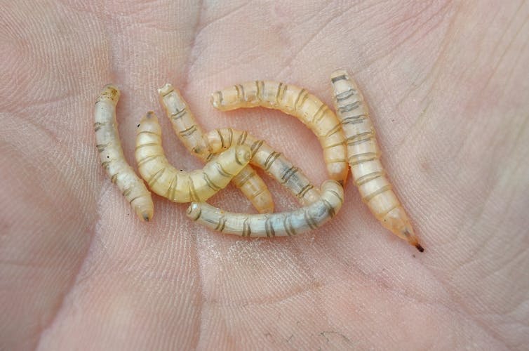 Seven larvae sitting in a person's hands