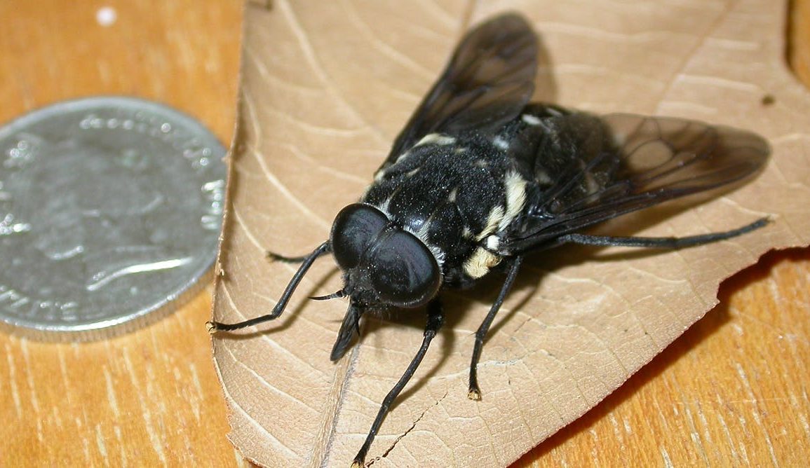 A march fly sitting on a brown leaf next to a 20 cent coin