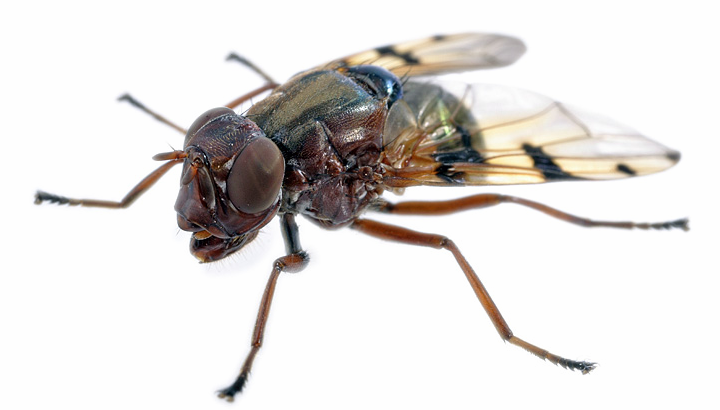 A close up image of a This flies fly with a white background. 