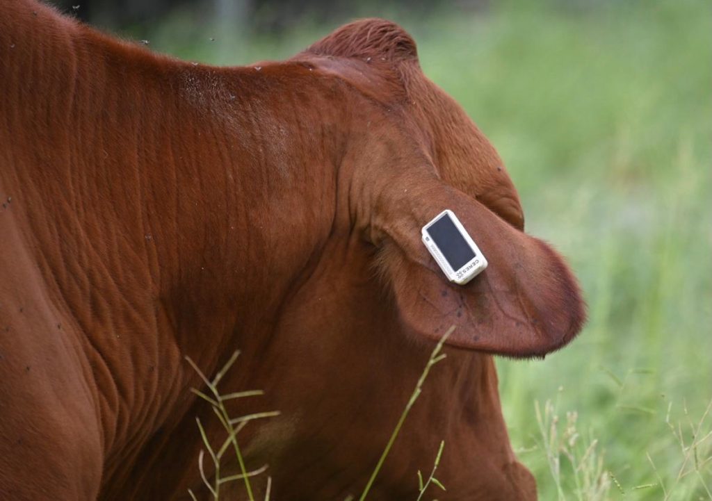 A brown cow eating grass with a tag attached to it's ear.