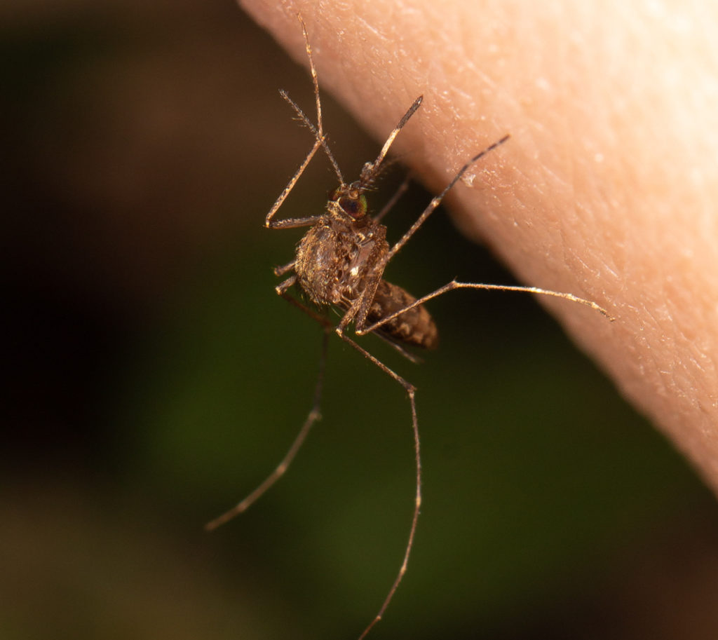 A close up photo of a mosquito biting a persons skin.