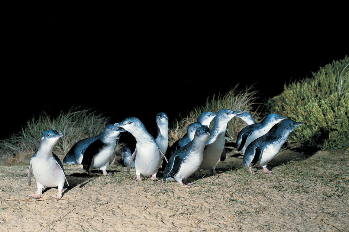 A group of penguins walking at night time.