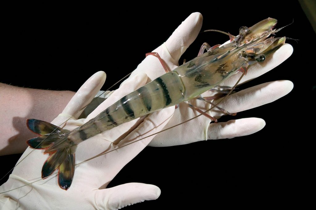 Gloved hands holding one large tiger prawn. Growing healthy prawns.