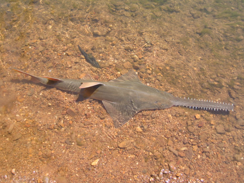 The endangered largetooth sawfish on a sandy floor