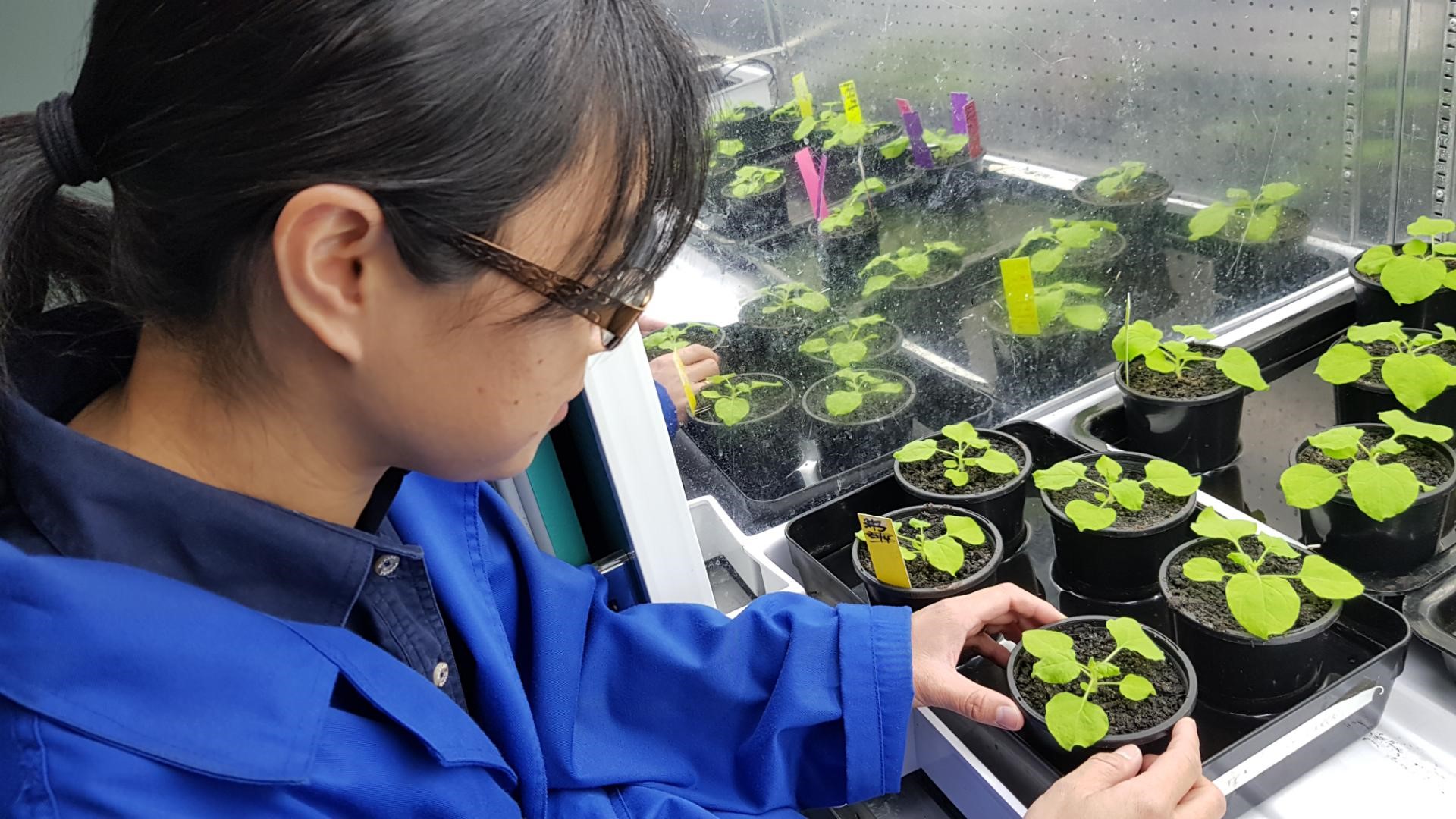 Dr Xiaoqing Li in a lab coat working with benth plants in little pots
