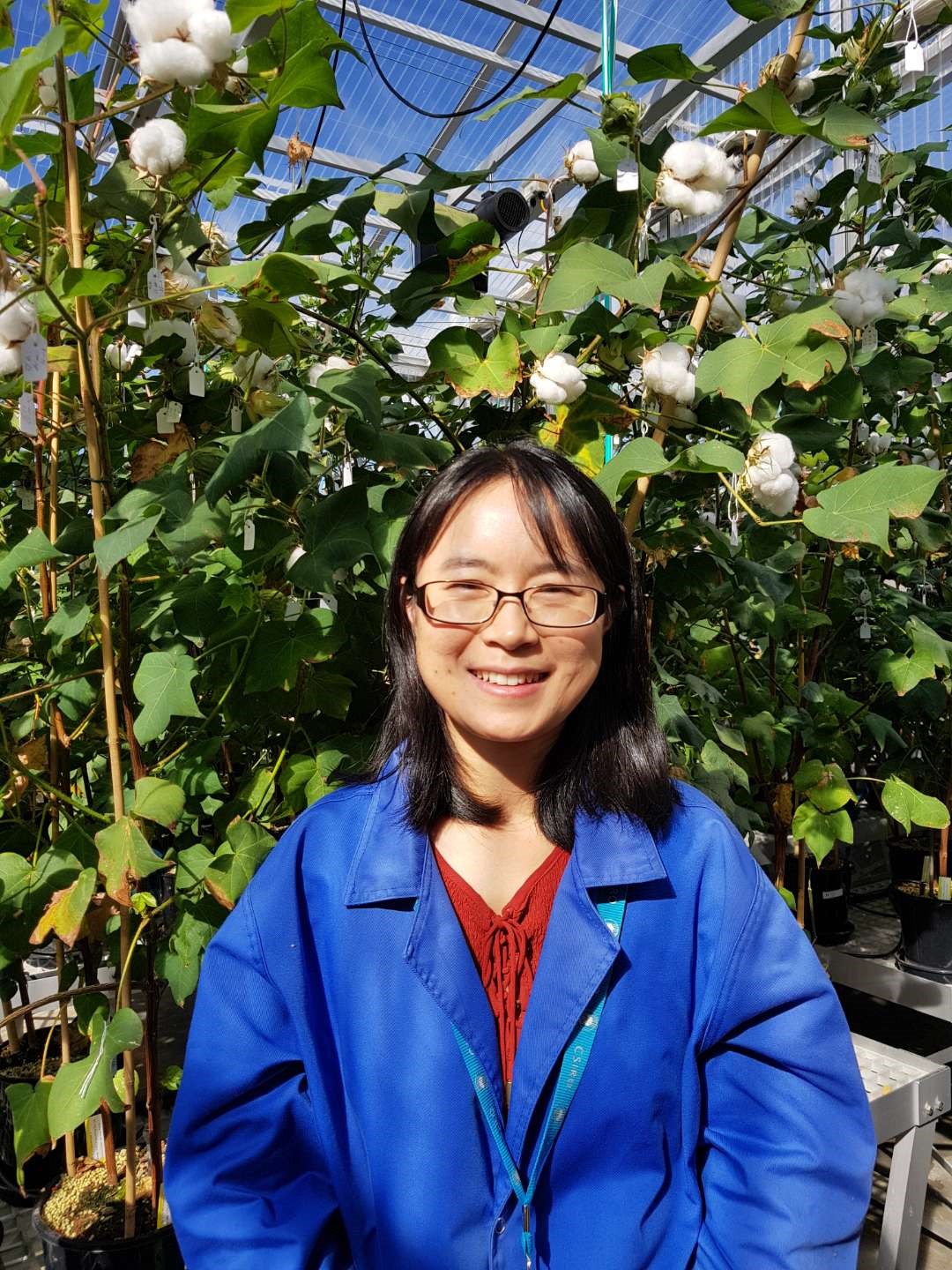 Dr Xiaoqing Li in a blue lab coat standing in front of cotton plants in a hot house