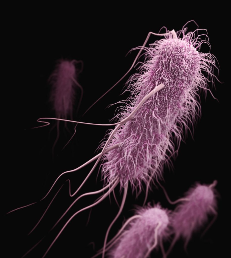 Realistic image of Escherichia coli.