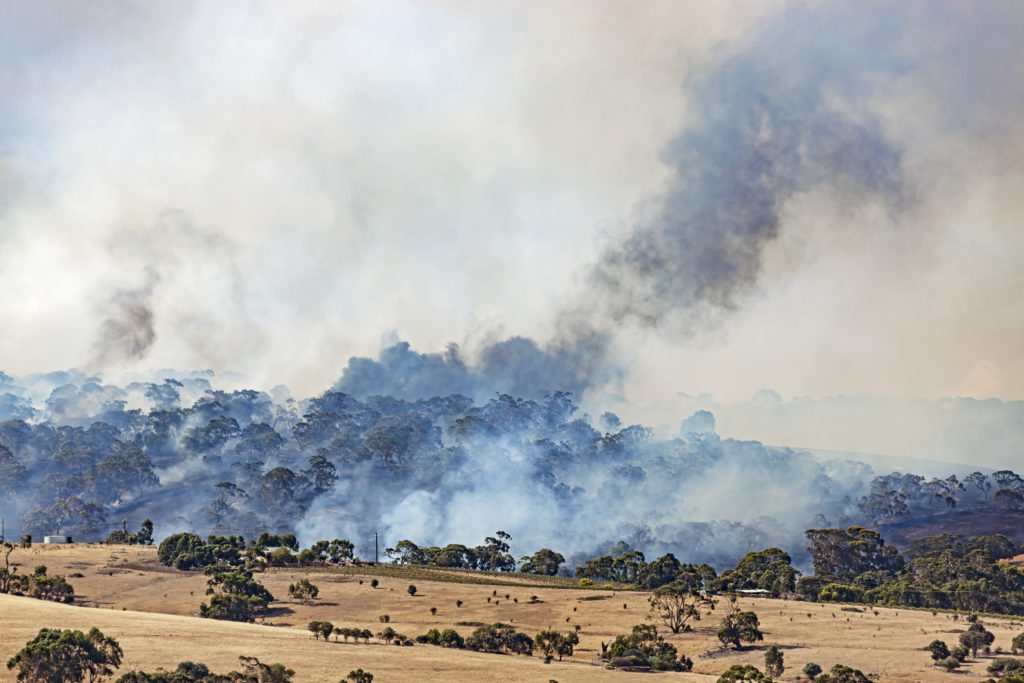 Bushfire smoke rising above a group of trees.