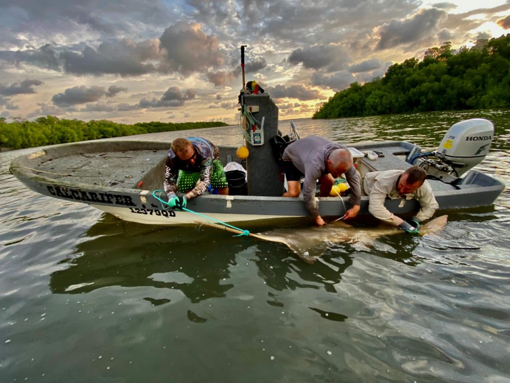 Researchers in a boat leaning over to attach a satellite tag to a largetooth sawfish in the water.