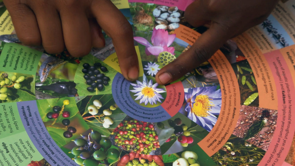 Image of the seasonal calendar using Indigenous science with Indigeous fingers pointing at the middle image of a flower
