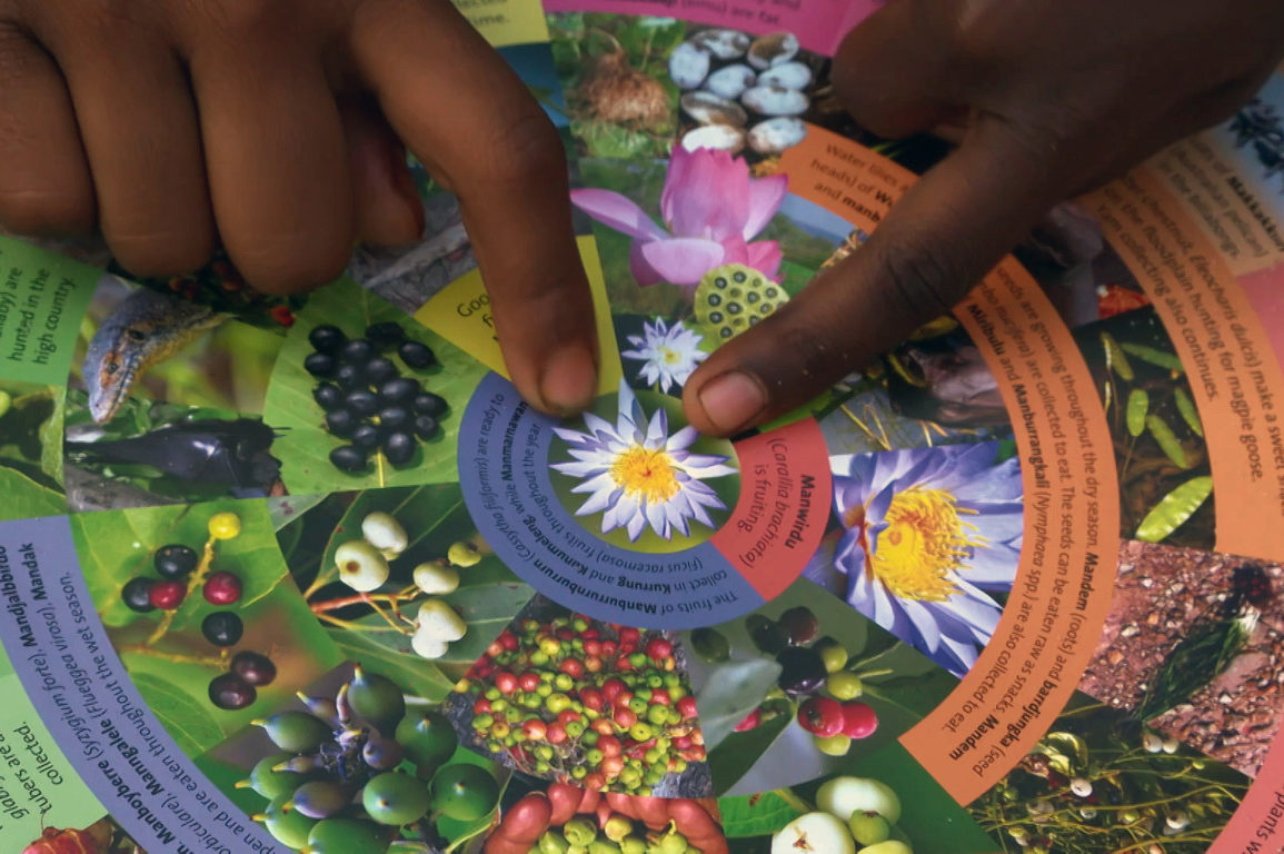 Image of the seasonal calendar with Indigeous fingers pointing at the middle image of a flower