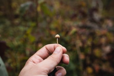 A hand holding a small mushroom