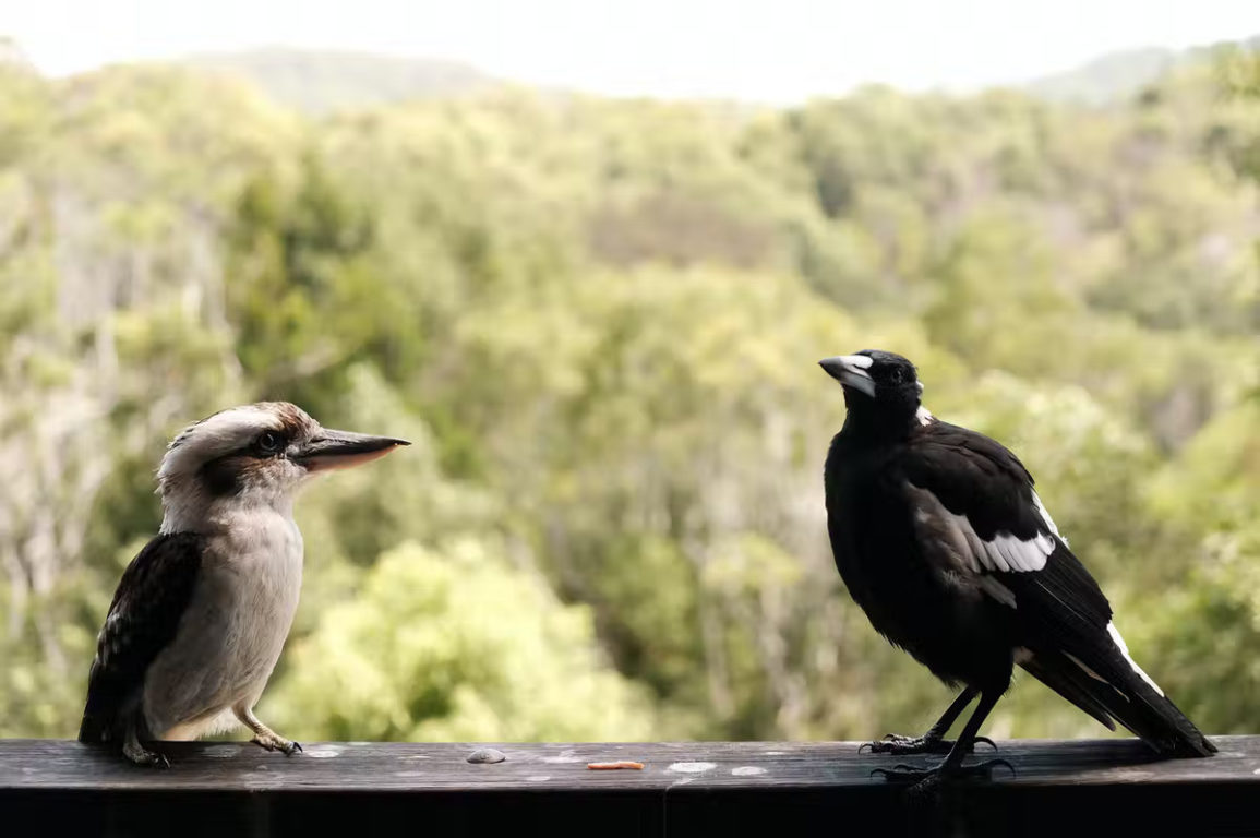 A kookaburra and a magpie facing edge other on a ledge in front of trees