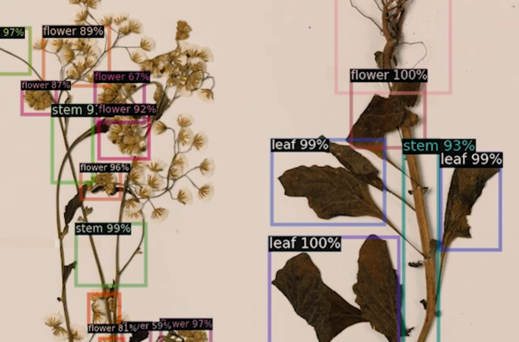 Digitised specimens from the herbarium. 