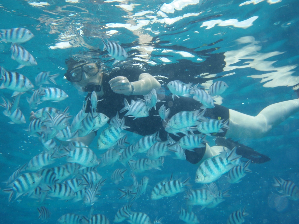 A person snorkelling with fish