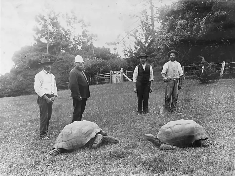 Black and white images of two tortoises