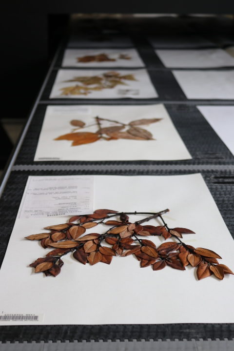 Dried specimens at the Australian National Herbarium