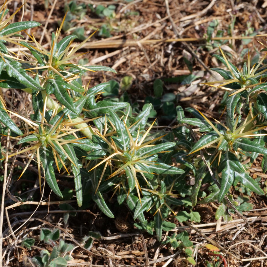 A close up photograph of a small weed in the ground.
