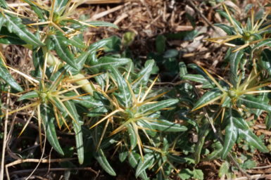 Xanthium spinosum is a weed in the daisy family.