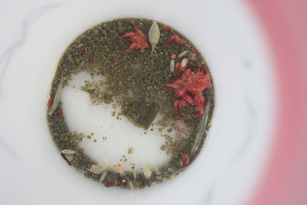 A circle of what looks like sand and small animals sitting at the bottom of a white sample jar.
