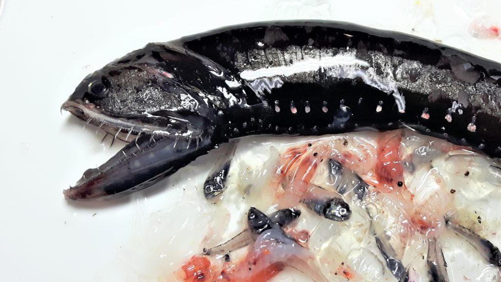A large black fish with large fangs on a table above some smaller fish and jellyfish.