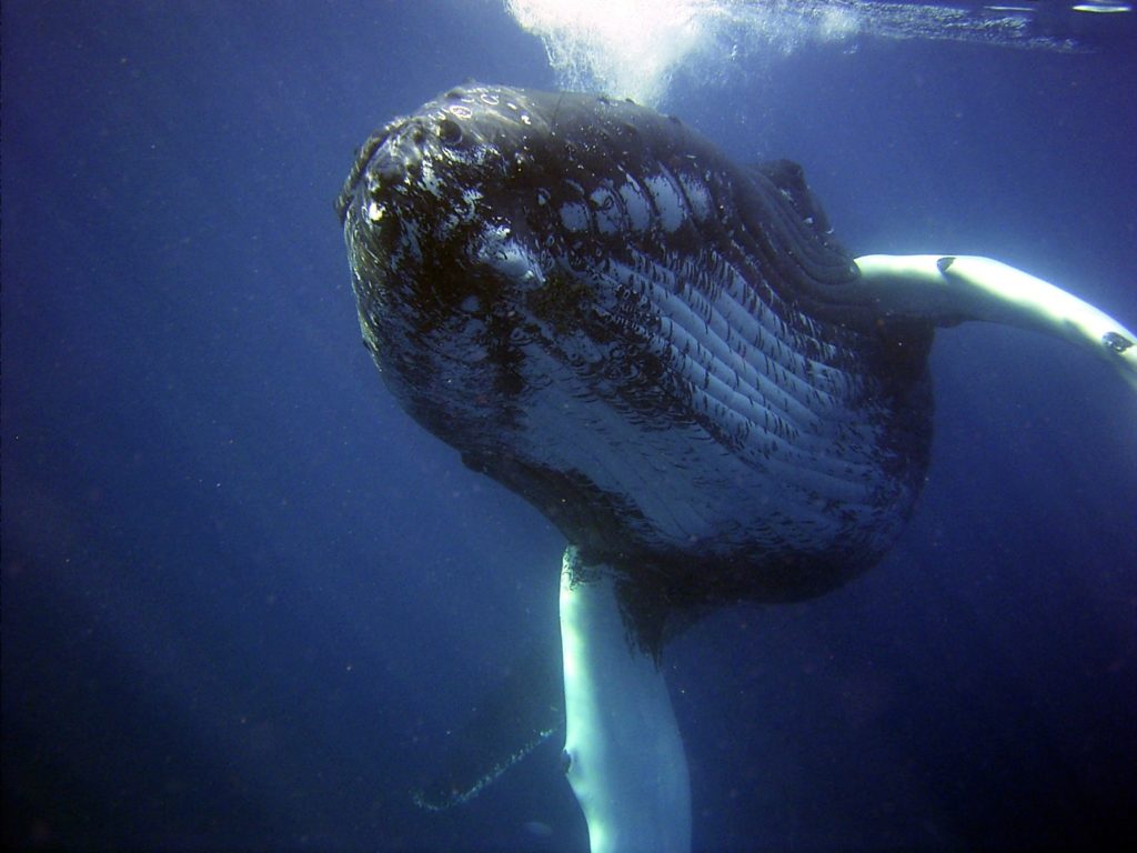 Humpback whale under water.