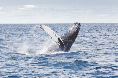 Humpback whales breaching out of the water