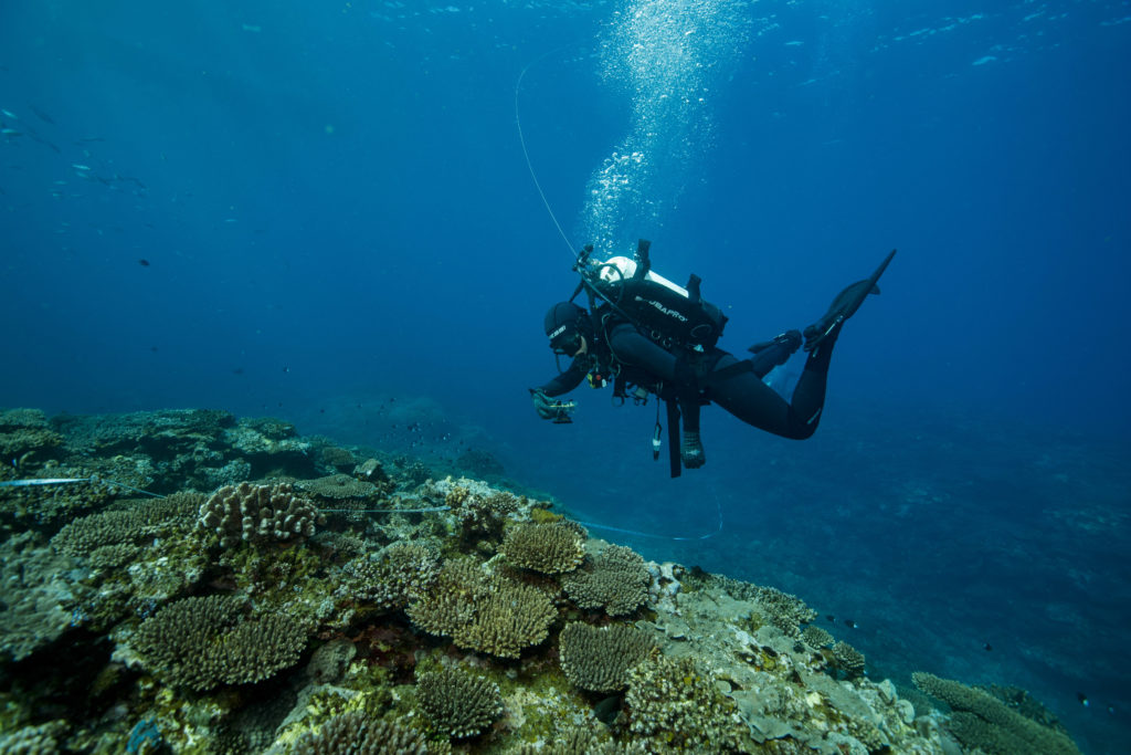 A scuba driver hovering over a reef mound. 
