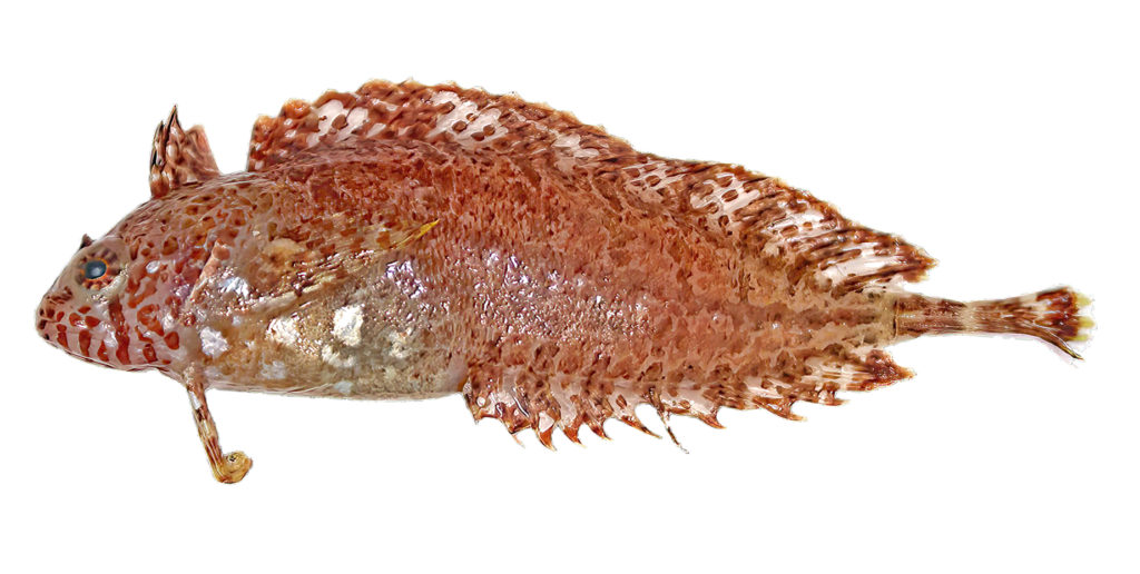 A photo of Heteroclinus argyrospilos.