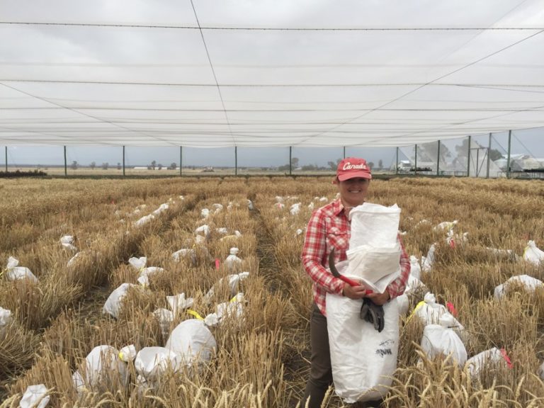 Dr Jess Hyles standing in a field of wheat crops holding white bags. Breaking through the glass ceiling. 